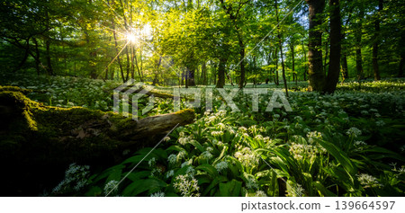Sunrise shining through old tree stump in spring forest covered with blooming wild garlic flowers and lush green foliage in peaceful natural woodland landscape Sunrise shining through old tree stump in spring forest covered with blooming wild garlic flowers and lush green foliage in peaceful natural woodland landscape 139664597