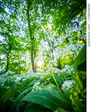 Close up of blooming wild garlic flowers in lush spring forest illuminated by warm sunrise light with fresh green foliage and mossy woodland atmosphere 139664604