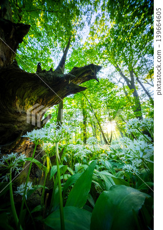 Sunrise shining through old tree stump in spring forest covered with blooming wild garlic flowers and lush green foliage in peaceful natural woodland landscape 139664605