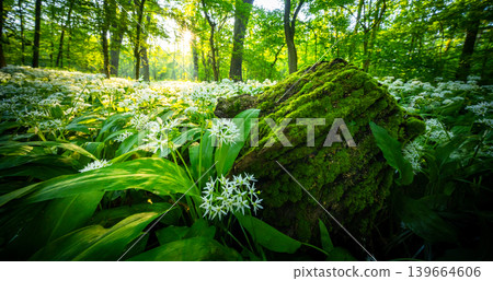 Sunrise shining through old tree stump in spring forest covered with blooming wild garlic flowers and lush green foliage in peaceful natural woodland landscape 139664606