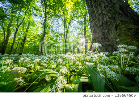Close up of blooming wild garlic flowers in lush spring forest illuminated by warm sunrise light with fresh green foliage and mossy woodland atmosphere Close up of blooming wild garlic flowers in lush spring forest illuminated by warm sunrise light with fresh green foliage and mossy woodland atmosphere 139664609