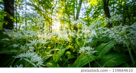 Close up of blooming wild garlic flowers in lush spring forest illuminated by warm sunrise light with fresh green foliage and mossy woodland atmosphere Close up of blooming wild garlic flowers in lush spring forest illuminated by warm sunrise light with fresh green foliage and mossy woodland atmosphere 139664610