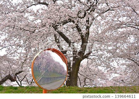 富山縣旭町旭船川沿岸的櫻花樹 139664611