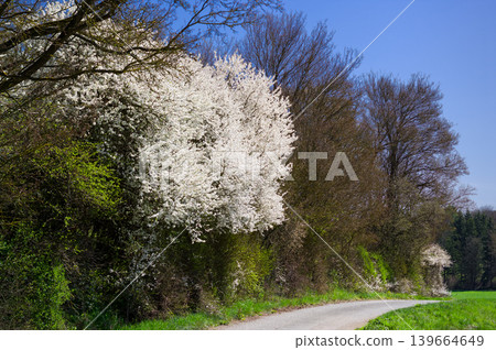 Spring landscape in Moravia. South Moravia, Czech Republic. 139664649
