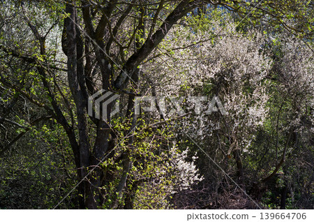 Spring landscape in Moravia. Close-up view of flowering shrubs and trees. South Moravia, Czech Republic. Spring landscape in Moravia. Close-up view of flowering shrubs and trees. South Moravia, Czech Republic. 139664706