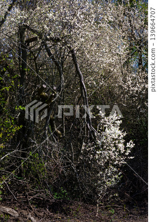 Spring landscape in Moravia. Close-up view of flowering shrubs and trees. South Moravia, Czech Republic. Spring landscape in Moravia. Close-up view of flowering shrubs and trees. South Moravia, Czech Republic. 139664707