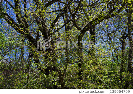 Spring landscape in Moravia. Close-up view of flowering shrubs and trees. South Moravia, Czech Republic. Spring landscape in Moravia. Close-up view of flowering shrubs and trees. South Moravia, Czech Republic. 139664709