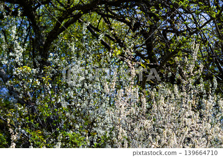 Spring landscape in Moravia. Close-up view of flowering shrubs and trees. South Moravia, Czech Republic. Spring landscape in Moravia. Close-up view of flowering shrubs and trees. South Moravia, Czech Republic. 139664710