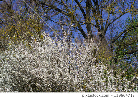Spring landscape in Moravia. Close-up view of flowering shrubs and trees. South Moravia, Czech Republic. Spring landscape in Moravia. Close-up view of flowering shrubs and trees. South Moravia, Czech Republic. 139664712