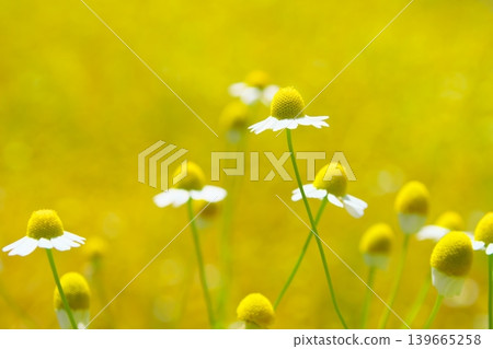 洋甘菊領域 洋甘菊領域 139665258