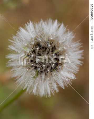macro shot of a dandelion flower macro shot of a dandelion flower 139665535