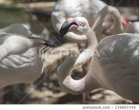 group of flamingos 139665548