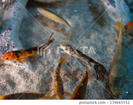 beautiful koi fish in the aquarium 139665552