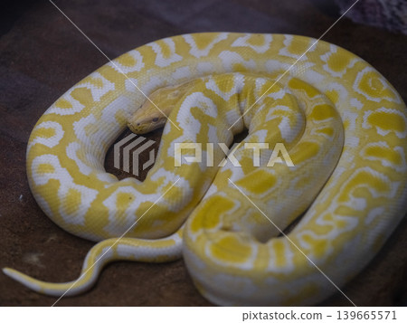 a venomous snake a venomous snake 139665571