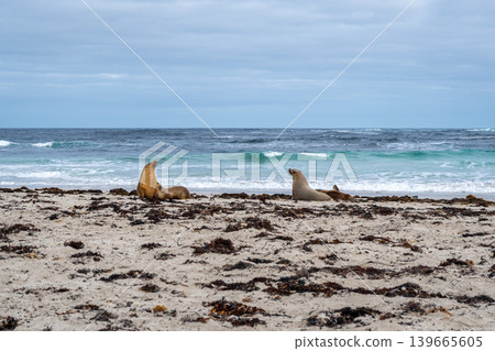 Sea lions resting on sandy beach at Seal Bay, Kangaroo Island, Australia 139665605