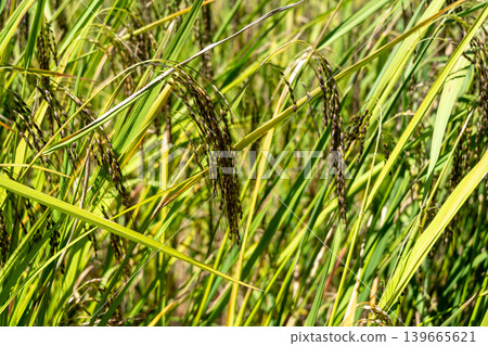 Close-up of rice plants in Toraja, Sulawesi, Indonesia Close-up of rice plants in Toraja, Sulawesi, Indonesia 139665621