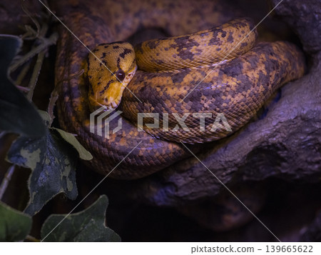 a venomous snake a venomous snake 139665622