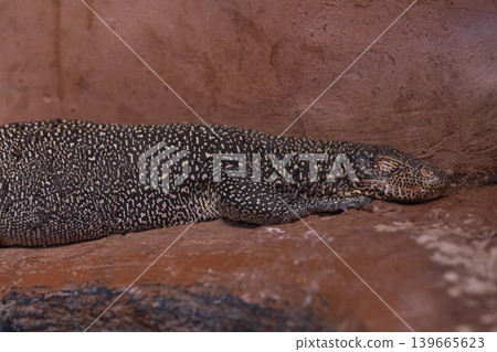 a cute lizard a cute lizard 139665623