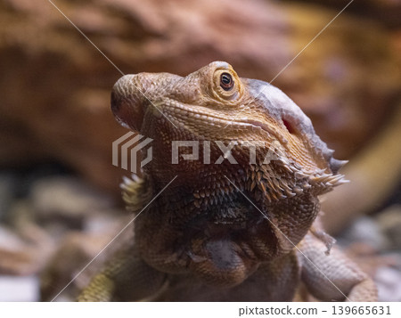 a cute iguana a cute iguana 139665631