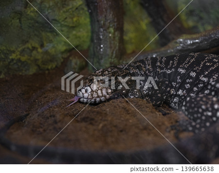 a cute lizard 139665638