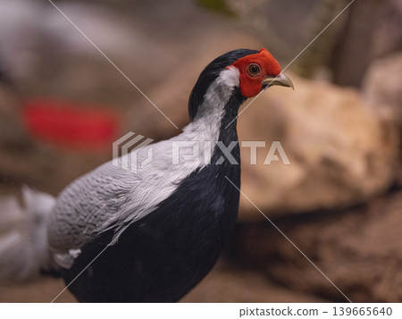 pheasant bird portrait 139665640