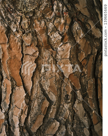 texture of an old tree texture of an old tree 139665669