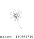 Cosmos flowers 139665749