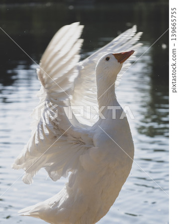 cute goose in the lake cute goose in the lake 139665755