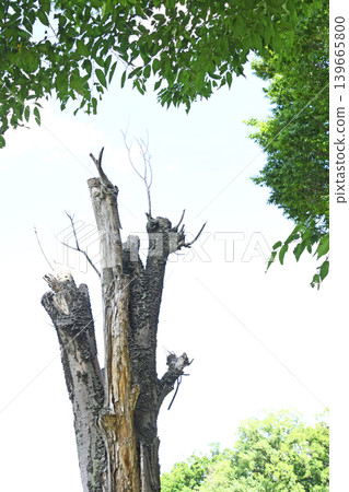 A dead tree covered in bracket fungi stands beyond the fresh green leaves. A dead tree covered in bracket fungi stands beyond the fresh green leaves. 139665800
