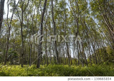 Latex rubber plantation or para rubber tree in southern Thailand Latex rubber plantation or para rubber tree in southern Thailand 139665854