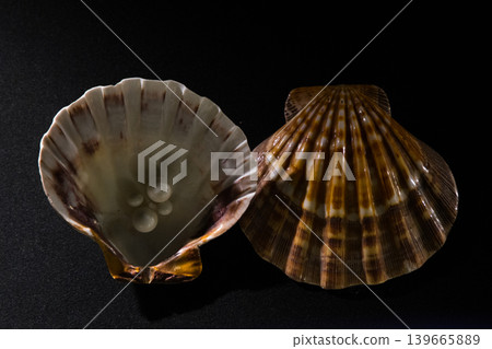 fossil seashells in a museum fossil seashells in a museum 139665889