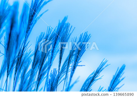 芒草 芒草 139665890