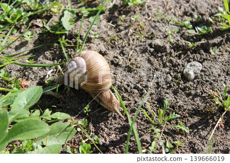 Snail moves slowly across the soil, with green grass and small plants surrounding it in a natural outdoor environment illuminated by sunlight 139666019
