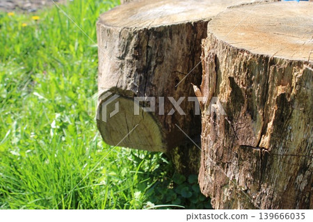 Close-up view of two wooden tree stumps on green grass, showcasing natural textures and patterns, with sunlight illuminating the surface details 139666035