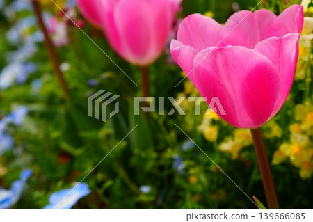 Pink tulips enveloped in the colors of spring Pink tulips enveloped in the colors of spring 139666085