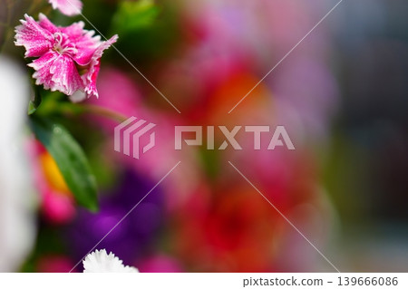 Dreamlike spring-colored flowering quince and carnations 139666086
