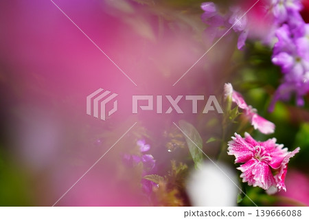 Spring-colored carnations blooming in the foreground blur. Spring-colored carnations blooming in the foreground blur. 139666088