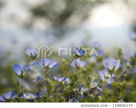 Nemophila flowers at Maishima Seaside Park: Low-angle close-up shots of the blue flowers of spring. Nemophila flowers at Maishima Seaside Park: Low-angle close-up shots of the blue flowers of spring. 139666134