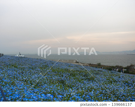 Nemophila flowers at Maishima Seaside Park: A field of blue flowers and the sunset over Osaka Bay. 139666137