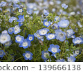 一張粉蝶的特寫，花朵呈現藍白漸層。春天的花朵。 139666138