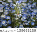 粉蝶花和蜜蜂：授粉，春天的自然。 139666139