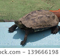 京都市動物園裡的一隻烏龜；龜殼特寫；爬蟲類。 139666198