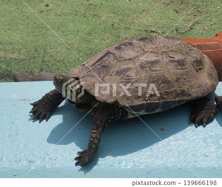 京都市動物園裡的一隻烏龜;龜殼特寫;爬蟲類。 京都市動物園裡的一隻烏龜;龜殼特寫;爬蟲類。 139666198