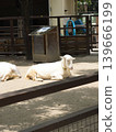 京都動物園裡，一隻白山羊在陽光下休息。 139666199