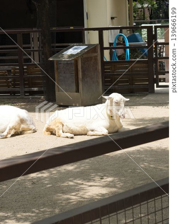 A white goat resting in the sun at Kyoto City Zoo. A white goat resting in the sun at Kyoto City Zoo. 139666199