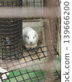 京都動物園的豚鼠正在吃東西。 139666200