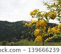 京都府美山市的棣棠花：春日黃花與山景 139666239