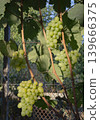 Ripe green grape clusters growing in vineyard, perfect for produce sales, farming visuals, and food industry use 139666375