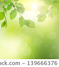 Spring scene with tender foliage and warm sun rays shining through new leaves 139666376
