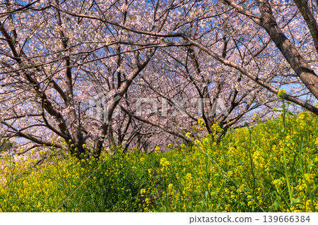 Tamasaku, Kumagaya City, Saitama Prefecture - Cherry blossom trees lined the Wadayoshino River, a tributary of the Arakawa River, near the Tamasaku Water Gate. A tunnel of Somei-Yoshino cherry trees and a field of rapeseed flowers. 139666384